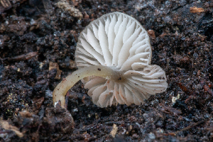  (Entoloma sp. CA53 - FDS-CA-00064)  @11 [ ] by-nc (2024) Dean Lyons Fungal Diversity Survey