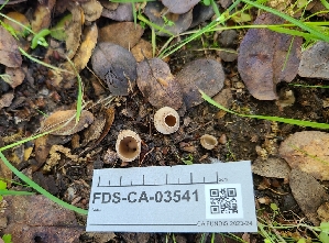  (Tarzetta sp. CA05 - FDS-CA-03541)  @11 [ ] by-nc (2024) Fresno Mycology Society Fungal Diversity Survey