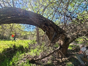  ( - FDS-CA-03542)  @11 [ ] by-nc (2024) Fresno Mycology Society Fungal Diversity Survey