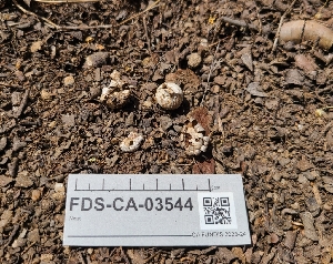  ( - FDS-CA-03544)  @11 [ ] by-nc (2024) Fresno Mycology Society Fungal Diversity Survey