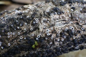  ( - FDS-CA-00957)  @11 [ ] by-nc (2024) Taye Bright Fungal Diversity Survey