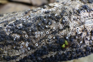  ( - FDS-CA-00957)  @11 [ ] by-nc (2024) Taye Bright Fungal Diversity Survey