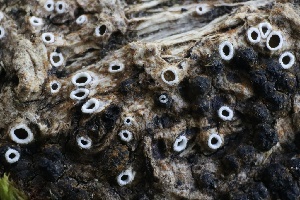  ( - FDS-CA-00957)  @11 [ ] by-nc (2024) Taye Bright Fungal Diversity Survey