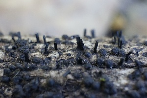  ( - FDS-CA-00959)  @11 [ ] by-nc (2024) Taye Bright Fungal Diversity Survey