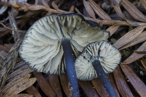  (Entoloma sp. CA15 - FDS-CA-00962)  @11 [ ] by-nc (2024) Taye Bright Fungal Diversity Survey
