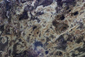  ( - FDS-CA-00964)  @11 [ ] by-nc (2024) Taye Bright Fungal Diversity Survey