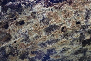  ( - FDS-CA-00964)  @11 [ ] by-nc (2024) Taye Bright Fungal Diversity Survey