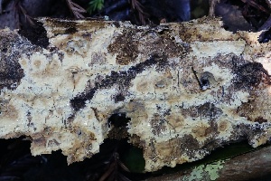  ( - FDS-CA-00964)  @11 [ ] by-nc (2024) Taye Bright Fungal Diversity Survey