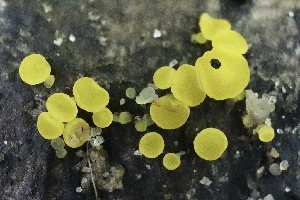  ( - FDS-CA-00967)  @11 [ ] by-nc (2024) Taye Bright Fungal Diversity Survey