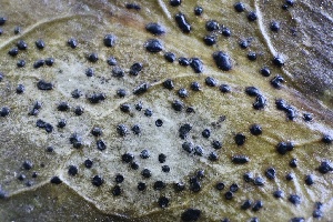  ( - FDS-CA-00971)  @11 [ ] by-nc (2024) Taye Bright Fungal Diversity Survey