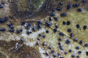  ( - FDS-CA-00971)  @11 [ ] by-nc (2024) Taye Bright Fungal Diversity Survey