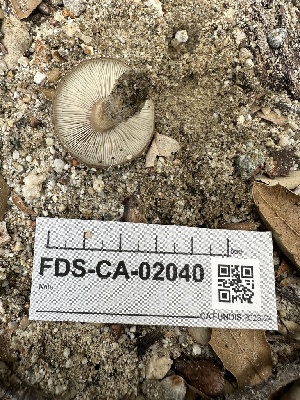  ( - FDS-CA-02040)  @11 [ ] by-nc (2024) Bat Vardeh Fungal Diversity Survey