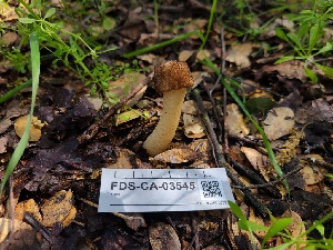  ( - FDS-CA-03545)  @11 [ ] by-nc (2024) Fresno Mycology Society Fungal Diversity Survey