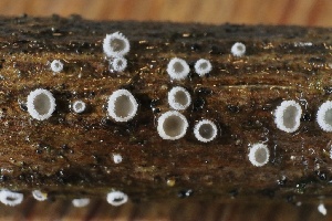  ( - FDS-CA-00972)  @11 [ ] by-nc (2024) Taye Bright Fungal Diversity Survey