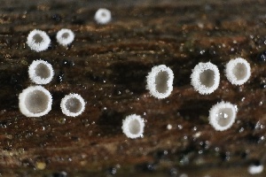  ( - FDS-CA-00972)  @11 [ ] by-nc (2024) Taye Bright Fungal Diversity Survey