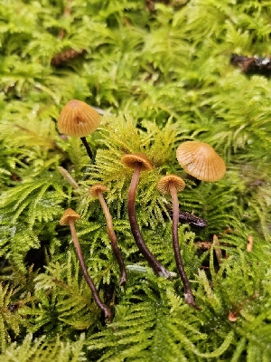  (Galerina sp. vittiformis-PNW10 - FDS-CA-02292)  @11 [ ] by (2024) Mandy Hackney Fungal Diversity Survey