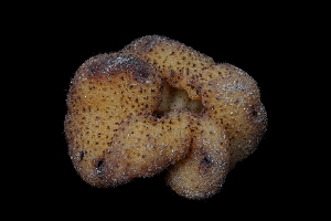  ( - FDS-CA-03549)  @11 [ ] by-nc (2024) Fresno Mycology Society Fungal Diversity Survey