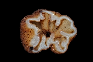  ( - FDS-CA-03549)  @11 [ ] by-nc (2024) Fresno Mycology Society Fungal Diversity Survey
