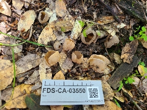  ( - FDS-CA-03550)  @11 [ ] by-nc (2024) Fresno Mycology Society Fungal Diversity Survey