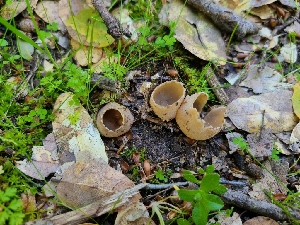  ( - FDS-CA-03550)  @11 [ ] by-nc (2024) Fresno Mycology Society Fungal Diversity Survey