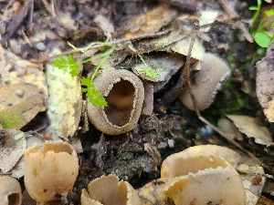  ( - FDS-CA-03550)  @11 [ ] by-nc (2024) Fresno Mycology Society Fungal Diversity Survey