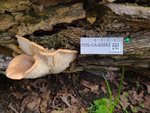  ( - FDS-CA-03553)  @11 [ ] by-nc (2024) Fresno Mycology Society Fungal Diversity Survey