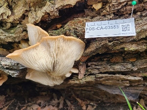  ( - FDS-CA-03553)  @11 [ ] by-nc (2024) Fresno Mycology Society Fungal Diversity Survey