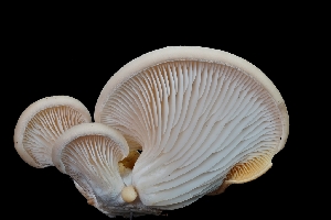  ( - FDS-CA-03553)  @11 [ ] by-nc (2024) Fresno Mycology Society Fungal Diversity Survey