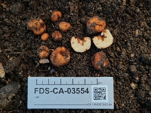  (Balsamia sp. CA02 - FDS-CA-03554)  @11 [ ] by-nc (2024) Fresno Mycology Society Fungal Diversity Survey