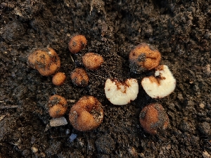  ( - FDS-CA-03554)  @11 [ ] by-nc (2024) Fresno Mycology Society Fungal Diversity Survey