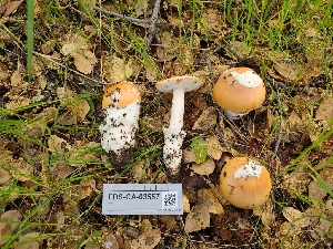  ( - FDS-CA-03557)  @11 [ ] by-nc (2024) Fresno Mycology Society Fungal Diversity Survey