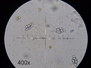  ( - FDS-CA-03554)  @11 [ ] by-nc (2024) Fresno Mycology Society Fungal Diversity Survey