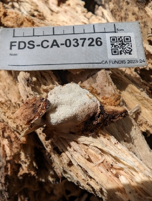  ( - FDS-CA-03726)  @11 [ ] by-nc (2024) Stu Pickell Fungal Diversity Survey