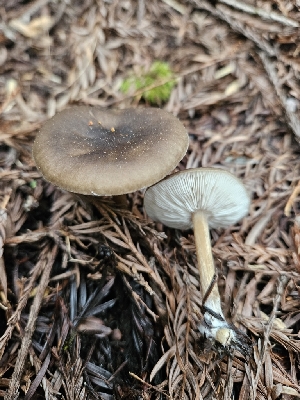  (Melanoleuca sp. CA03 - FDS-CA-02202)  @11 [ ] by (2024) Mandy Hackney Fungal Diversity Survey