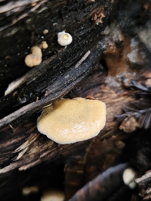  ( - FDS-CA-02204)  @11 [ ] by (2024) Mandy Hackney Fungal Diversity Survey