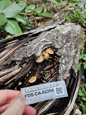  ( - FDS-CA-02204)  @11 [ ] by (2024) Mandy Hackney Fungal Diversity Survey
