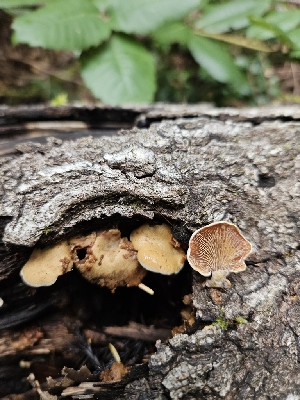  ( - FDS-CA-02204)  @11 [ ] by (2024) Mandy Hackney Fungal Diversity Survey