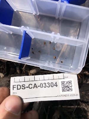  ( - FDS-CA-03304)  @11 [ ] by (2024) Justin Paulin Fungal Diversity Survey