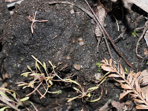  ( - FDS-CA-03304)  @11 [ ] by (2024) Justin Paulin Fungal Diversity Survey