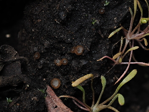  ( - FDS-CA-03304)  @11 [ ] by (2024) Justin Paulin Fungal Diversity Survey