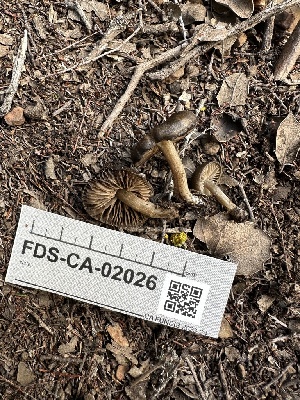  ( - FDS-CA-02026)  @11 [ ] by-nc (2024) Bat Vardeh Fungal Diversity Survey