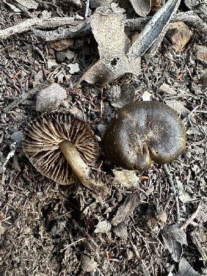  ( - FDS-CA-02026)  @11 [ ] by-nc (2024) Bat Vardeh Fungal Diversity Survey