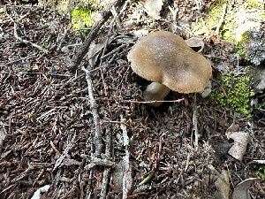  ( - FDS-CA-02030)  @11 [ ] by-nc (2024) Bat Vardeh Fungal Diversity Survey