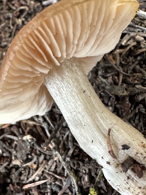  ( - FDS-CA-02030)  @11 [ ] by-nc (2024) Bat Vardeh Fungal Diversity Survey