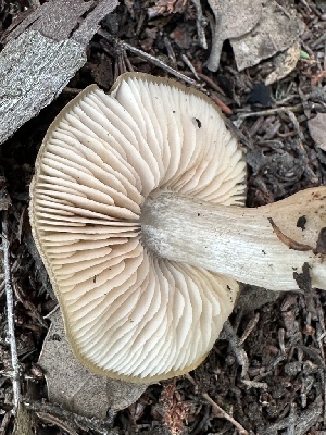  ( - FDS-CA-02030)  @11 [ ] by-nc (2024) Bat Vardeh Fungal Diversity Survey