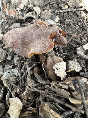  ( - FDS-CA-02031)  @11 [ ] by-nc (2024) Bat Vardeh Fungal Diversity Survey