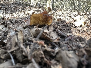  ( - FDS-CA-02031)  @11 [ ] by-nc (2024) Bat Vardeh Fungal Diversity Survey