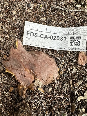  ( - FDS-CA-02031)  @11 [ ] by-nc (2024) Bat Vardeh Fungal Diversity Survey