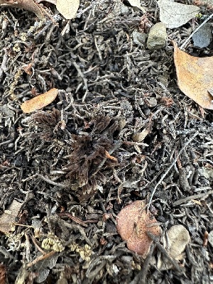  (Thelephora sp. CA05 - FDS-CA-02064)  @11 [ ] by-nc (2024) Bat Vardeh Fungal Diversity Survey