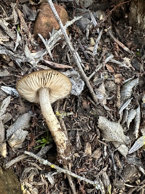  ( - FDS-CA-02032)  @11 [ ] by-nc (2024) Bat Vardeh Fungal Diversity Survey